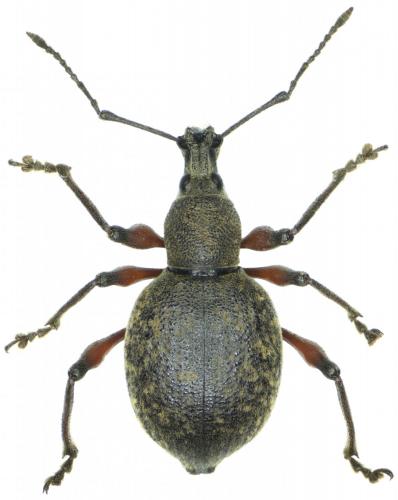 Réf. 241 969 : Otiorhynchus ghilianii
